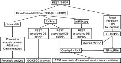 Comprehensive Analysis of REST/NRSF Gene in Glioma and Its ceRNA Network Identification